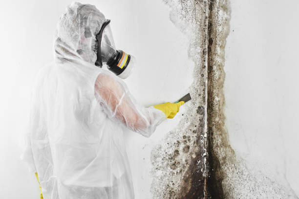 Best Post-Flood Mold Remediation in Sudden Valley, WA