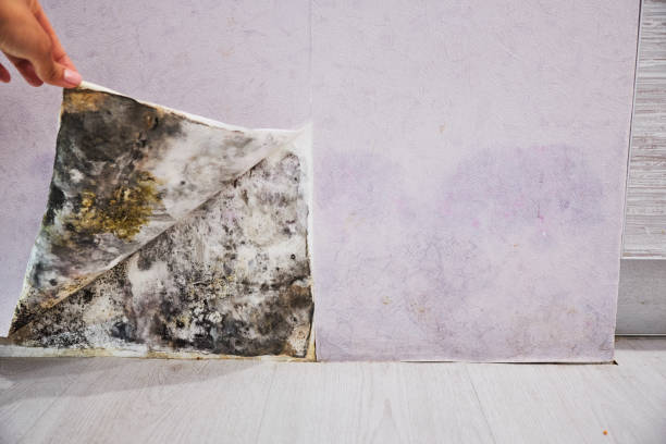 Best Attic Mold Remediation in Sudden Valley, WA